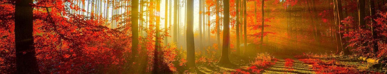 Healing Through Visualization Emotional Healing Wexford